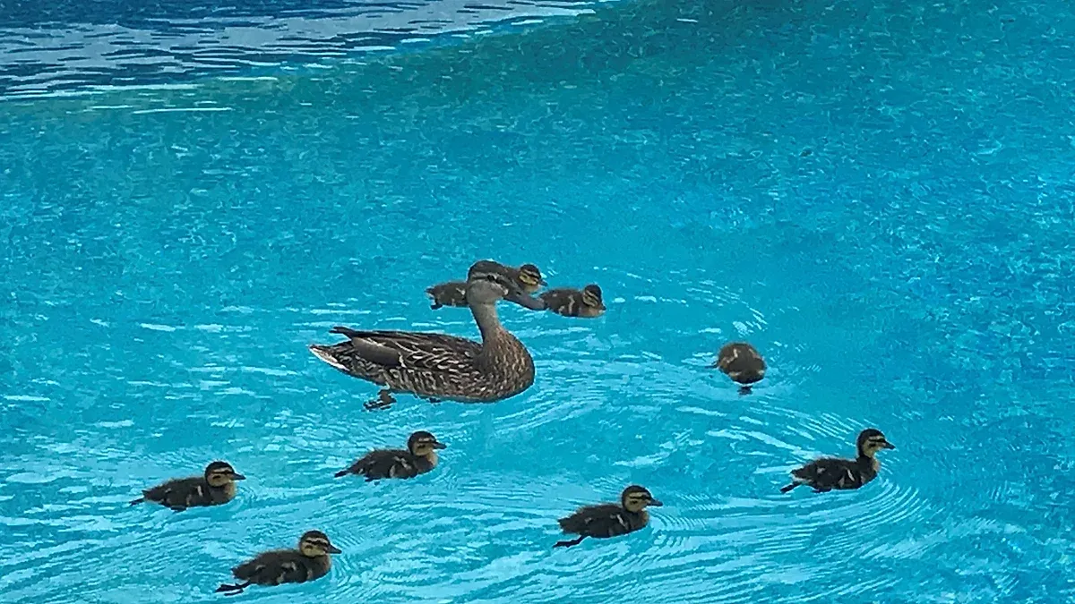 Piscine Canetons